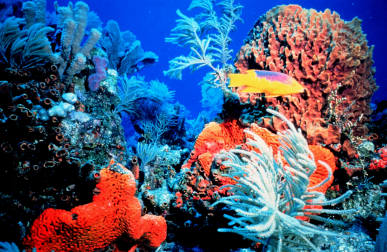 coral reef