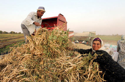 Egyptian farmers