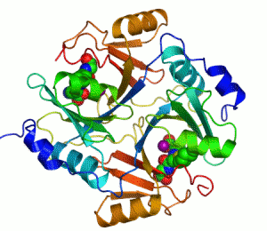 human glyoxalase